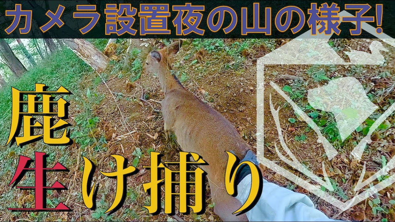 猟 鹿 猪 山 罠 鹿罠猟】良質なお肉の捕り方と山の中の様子！ - YouTube