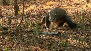 Anda khhane vala janbr