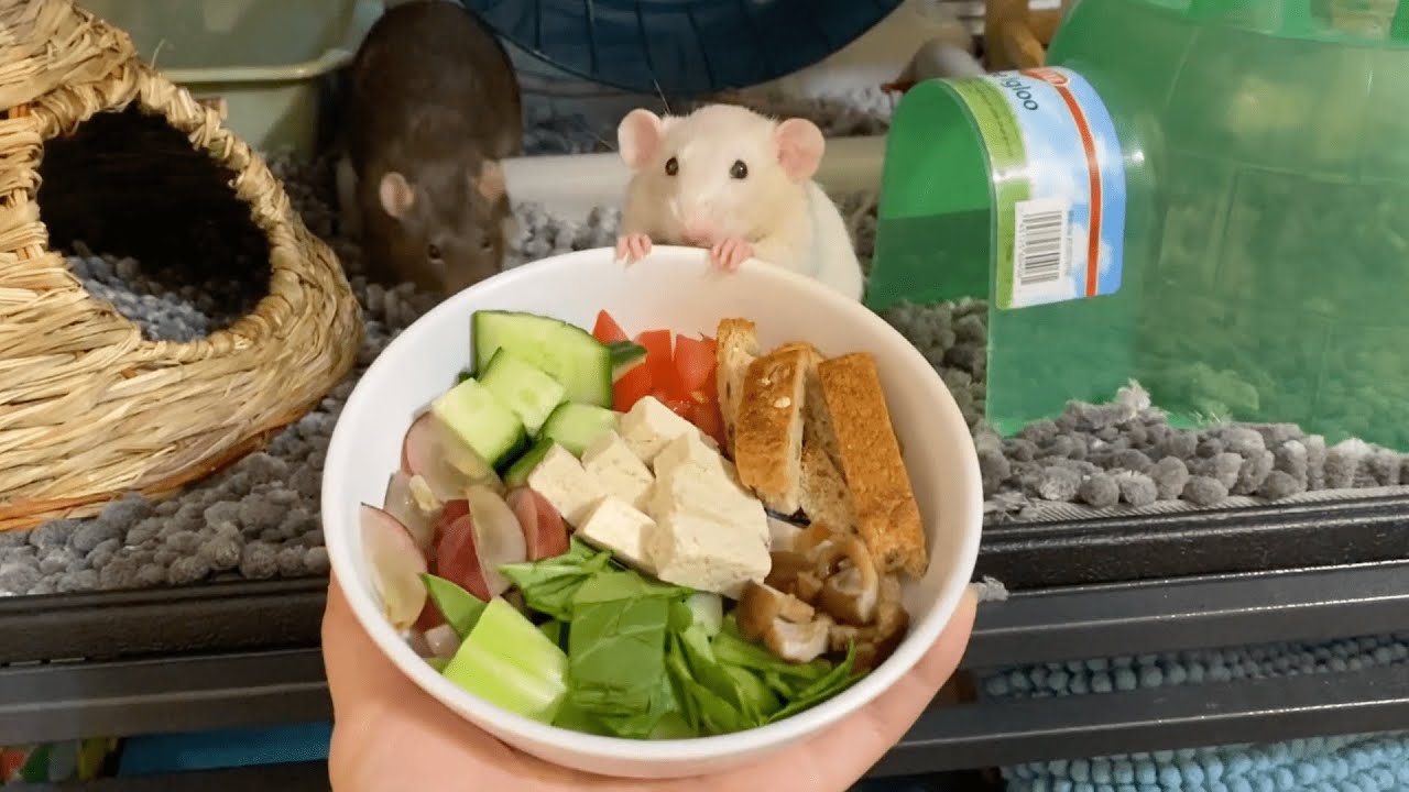[Eng Sub] 래트는 뭘 먹나요? (아침밥) / Fresh veggies for rats YouTube