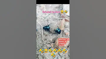 Music Movie Bollywood Bahubali Part 1 