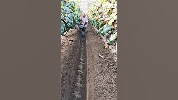 grapes vine 🍇 Fertilization techniques #satisfying #grapevine #shorts #farming