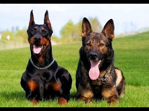 Кто лучший охранник дома и двора? Немецкая овчарка VS Доберман и Ротвейлер. Собака-сторож и охранник
