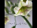 【in season】#10 花生けをもっと楽しむ、おすすめの「花器や道具」夏場にお花を長持ちさせるコツも!平井かずみさんの花展は6/12から恵比寿SIROIにて