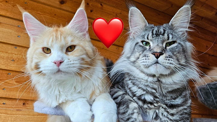 Ada & Dexter: A Cat Love Story