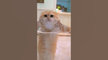 İp atlayan kedi 🐱 #trend #shorts #short #kediler