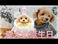 愛犬の誕生日を似顔絵ケーキでお祝いした