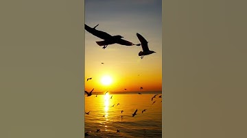 #allah #اكسبلور #المصحف #تلاوات_جميلة #nature #القزابري #الرحمن #دويتو #لايك