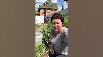 Черенкование лапчатки или Курильский чай