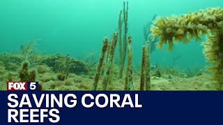 Atlanta helps to save coral reefs around the world | FOX 5 News