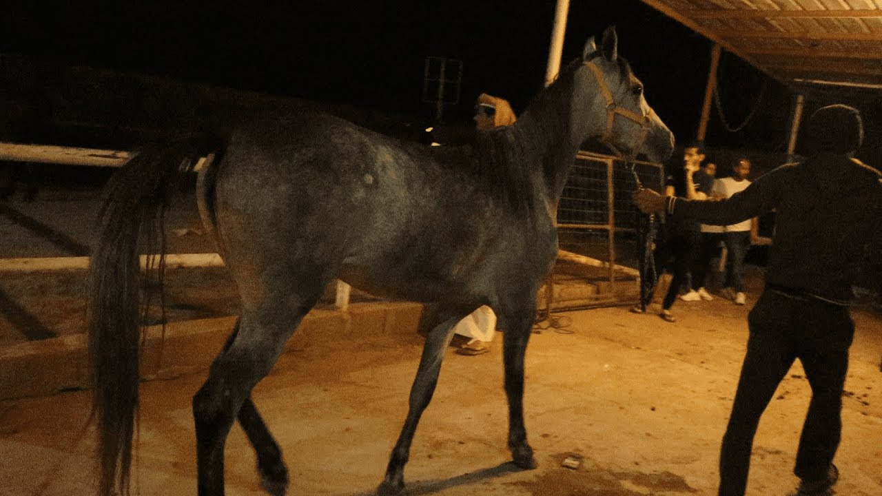 حراج الخيل بالطائف الاسبوعي 26 4 2022
