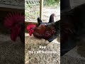 Beautiful rooster