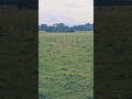 lots of cows