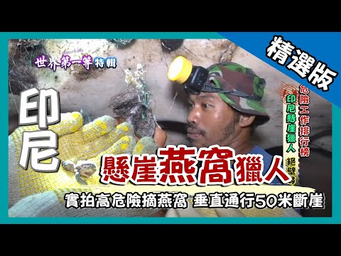 【印尼】實拍懸崖摘採野生燕窩 生吃滋補燕子蛋｜《世界第一等》830集精華版