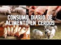 Consumo De Alimento En Cerdos