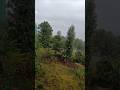 Beautiful  Rain in the village #travel #rain #subscribe #viral #shortsfeed