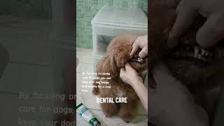 DENTAL CARE for DOGS by MIGhty MIGZ the POODLE 12 views 8 months ago 1 minute, 29 seconds