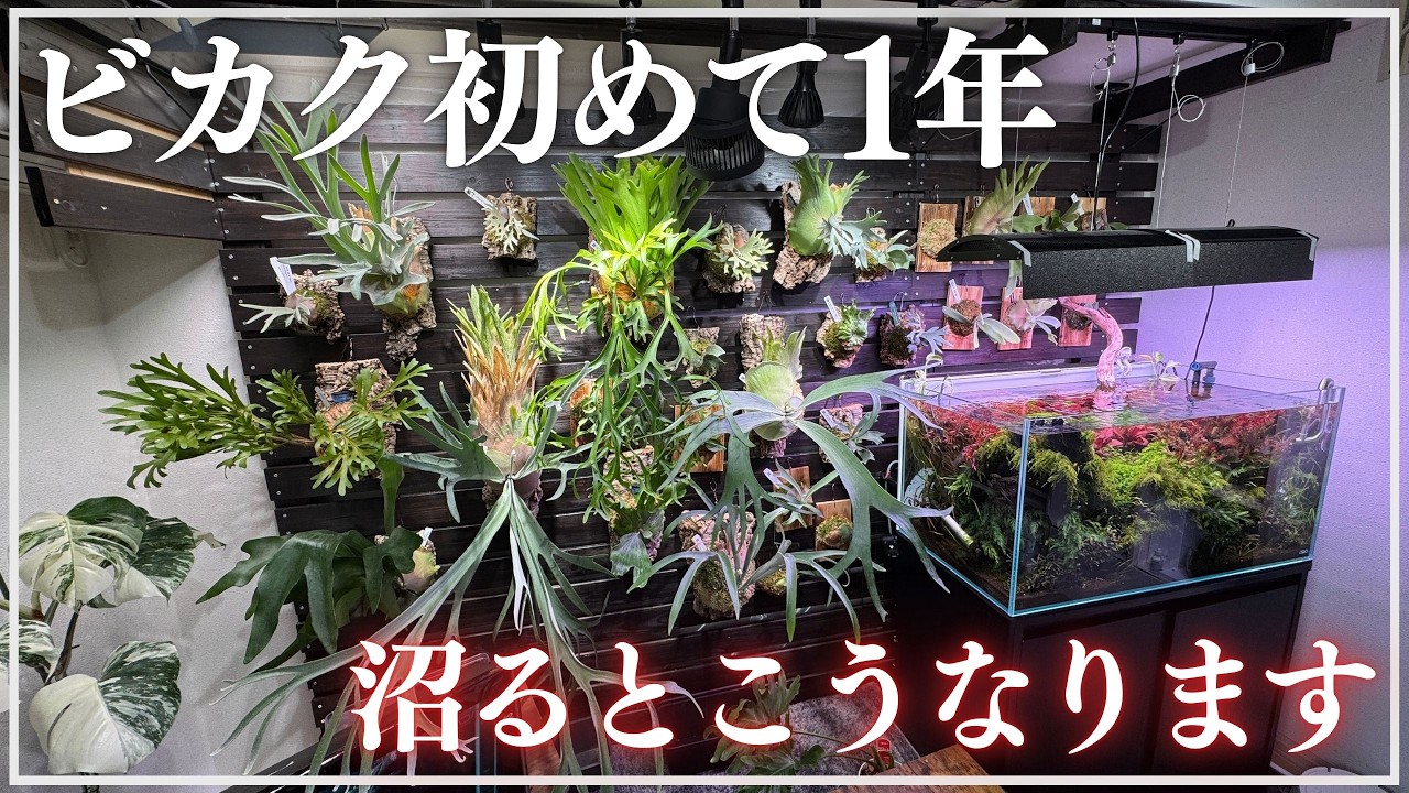 【たった1年で！？】ビカクシダに沼った男の部屋の末路|ビカクシダ紹介#観葉植物 #platycerium