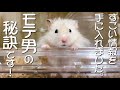 モテ男の 秘訣を知ってしまった ハムスター（笑）