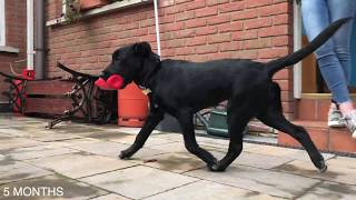 Riley the Collie X Labrador Puppy at 5 Months