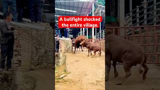 #Popular Videos #Bullfight #bullfighting #matador #spain #bull #extremesports #crazymoments