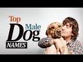 Top Male Dogs Names | Unique Male Dog Names 2020 | English Vocabulary