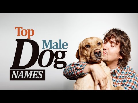 Video: Nickname For A Male Dog: Which One To Choose