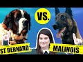 ST BERNARD VS BELGIAN MALIONIS