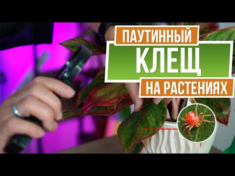 Нашли Паутинного Клеща на Комнатных Растениях ✔️ Как Избавиться от Вредителей Комнатных растений