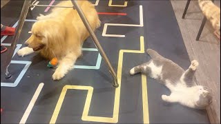 Dog and cat brothers stay together but play separately