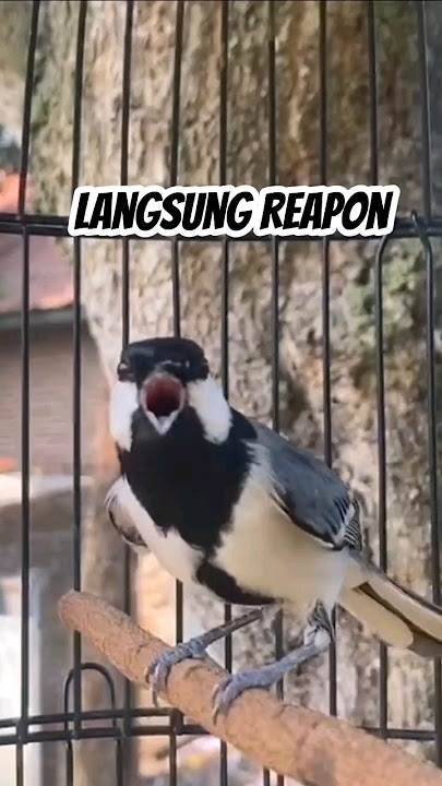 Pancingan Gelatik Batu agar Bunyi #glatikfullisian #glatikgacor #suaraburung #birdsong #shorts