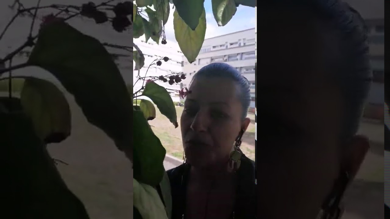 الهبال مع كلتوم