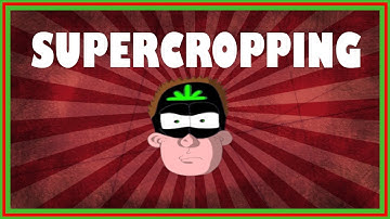 Grow Techniques Series - Supercropping