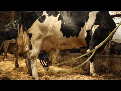 Правила доения коровы. Rules milking cows.