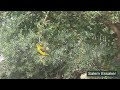 طيور الصفير الذهبي الرائعة تتغذى على ثمار التوت Oriolus عصفور التوت الجبل الاخضر ليبيا 