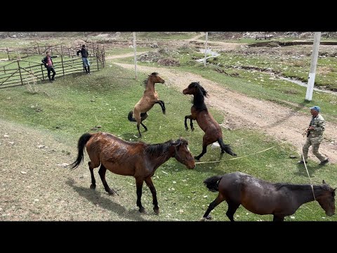 Biz At dalaşdırmırıq,