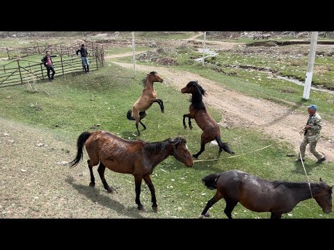 Let's take a look at the life of donkeys in beautiful nature- 2022