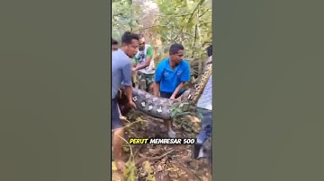 FAKTA UNIK ;Penampakan ular phiton yang menelan kakek di Buton #viralvideo #videoshort #faktaunik