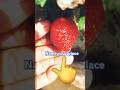 strawberry plant growing at home#farming #agriculture #strawberry #shorts
