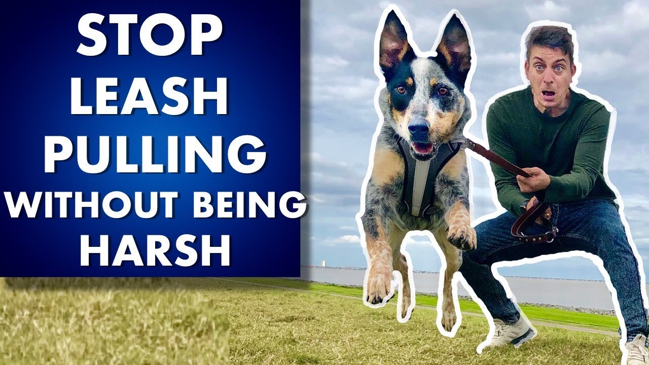Try The Army Method To Get Your Dog To Stop Pulling On Leash The Right Way