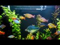 120 Gallon Rainbow Fish Planted Aquarium