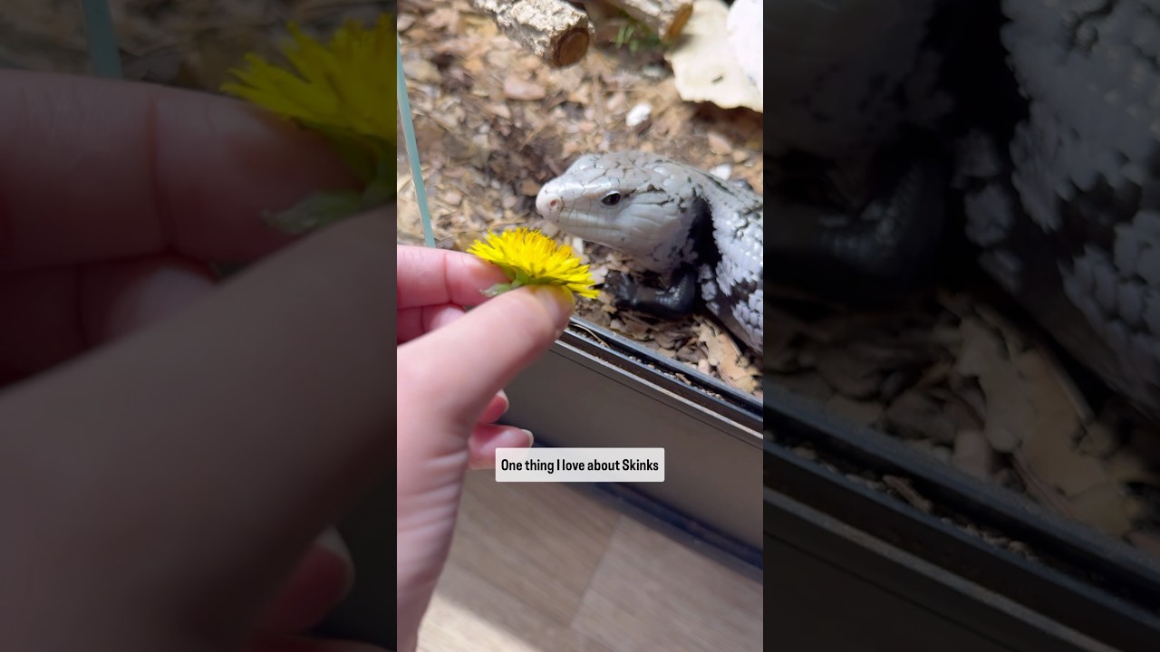 Building Trust With Your Blue Tongue Skink
