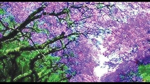 سورة الاسراء  -  اقْرَأْ كِتَابَكَ كَفَىٰ بِنَفْسِكَ الْيَوْمَ عَلَيْكَ حَسِيبًا (14) #الذكرى