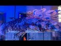 沼津港深海水族館で見た！ Part.2 の動画、YouTube動画。