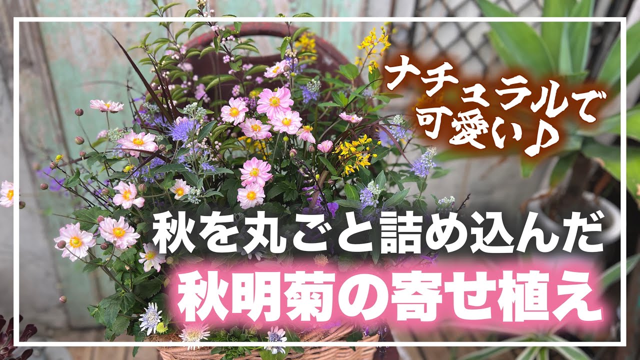 (フォロワーさん限定)♡花籠☆秋明菊(さくらこ)ちゃんとジャスミンの寄せ植え♡