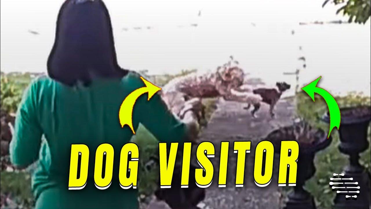 ring-doorbell-reveals-dog-alerting-owner-to-unexpected-visitor-youtube