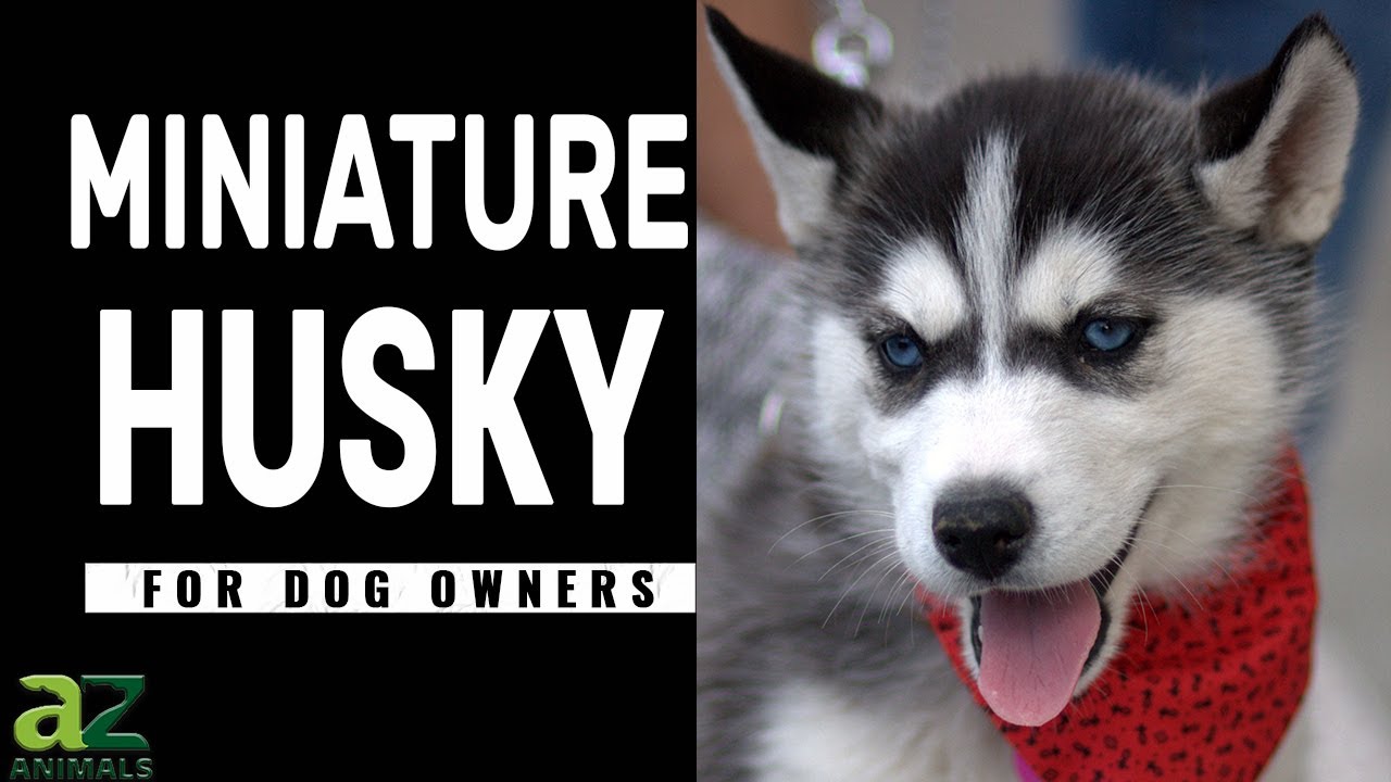 The Miniature Husky Dog Breed Guide