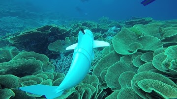 A Robotic Fish Swims in the Ocean