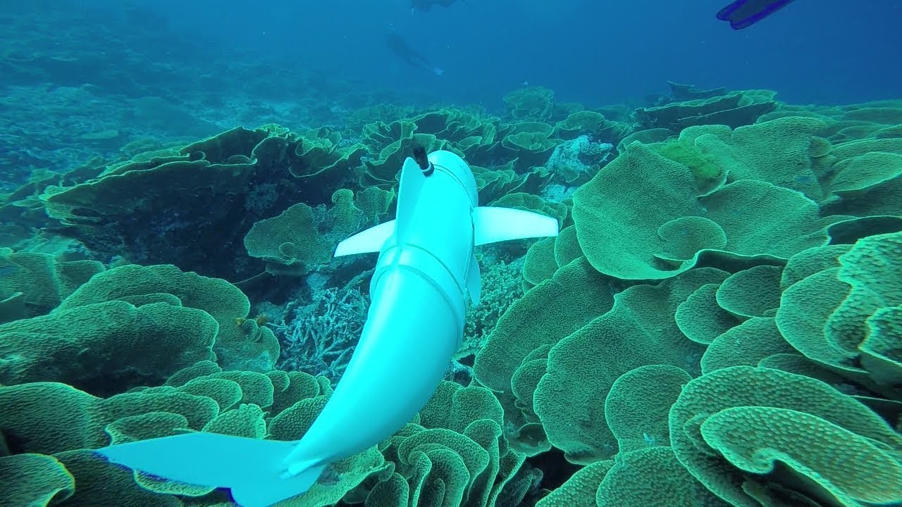 MIT's New Robot Fish Will Give Scientists More Insight Into Ocean Life