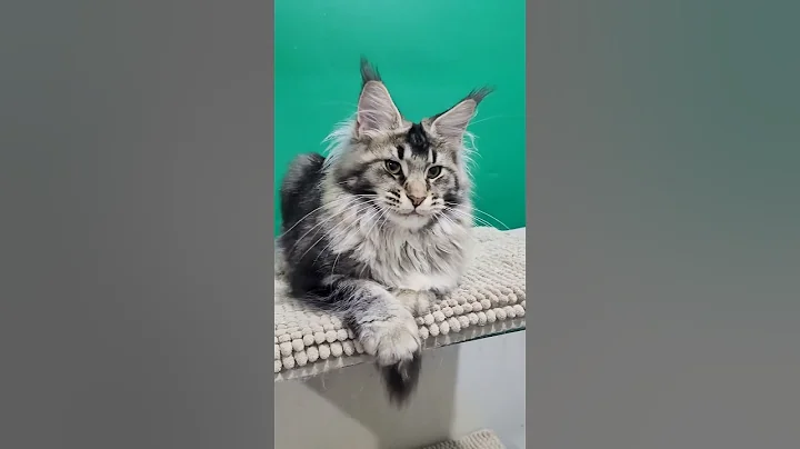 Video 6212151: gentle maine coon, color maine coon, maine coons born, maine coon boy