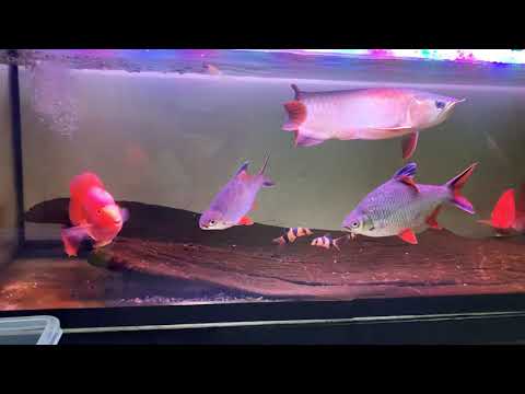 Arowana red b 8 month เรดบี